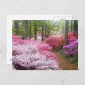 Verenigde Staten, Georgië, Pine Mountain. Azaleas  Briefkaart (Voorkant / Achterkant)