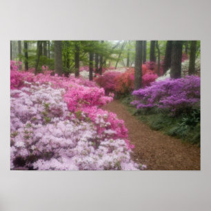 Verenigde Staten, Georgië, Pine Mountain. Azaleas  Poster