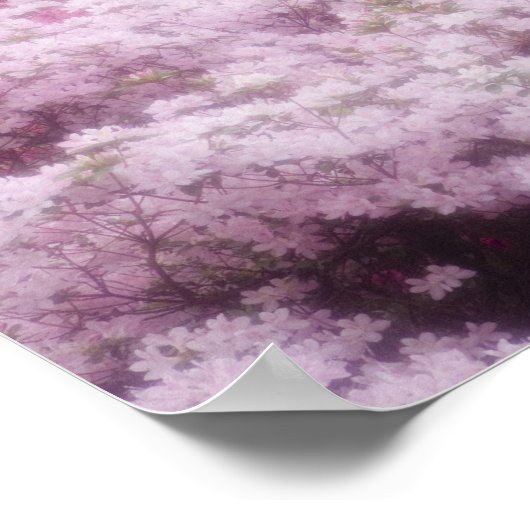 Verenigde Staten, Georgië, Pine Mountain. Azaleas  Poster (Hoek)