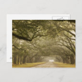 Verenigde Staten, Georgië, Savannah... een met eik Briefkaart (Voorkant / Achterkant)