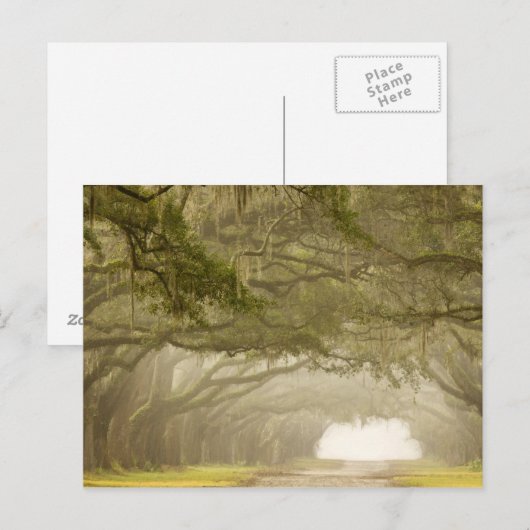 Verenigde Staten, Georgië, Savannah... een met eik Briefkaart (Voorkant / Achterkant)