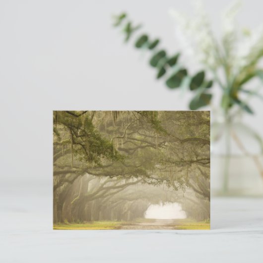 Verenigde Staten, Georgië, Savannah... een met eik Briefkaart (Staand voorkant)