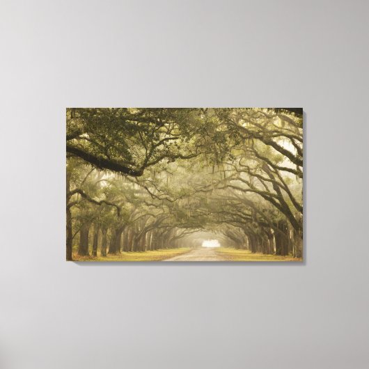 Verenigde Staten, Georgië, Savannah... een met eik Canvas Afdruk (Voorkant)