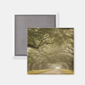 Verenigde Staten, Georgië, Savannah... een met eik Magneet (Voorkant / Achterkant)