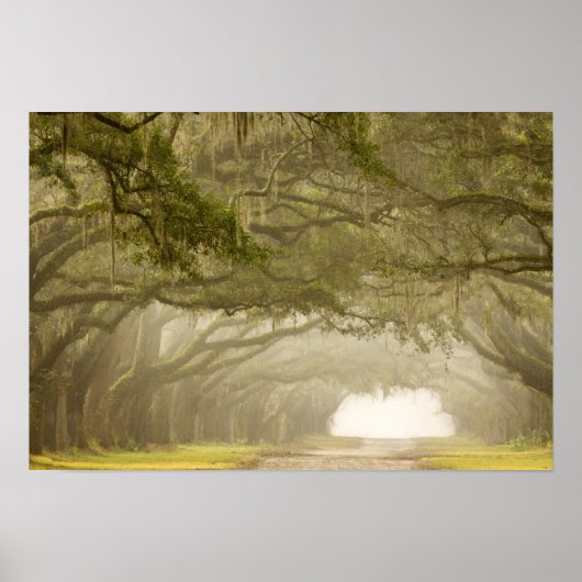 Verenigde Staten, Georgië, Savannah... een met eik Poster (Voorkant)