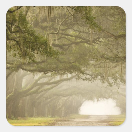 Verenigde Staten, Georgië, Savannah... een met eik Vierkante Sticker (Voorkant)