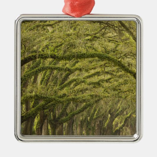 Verenigde Staten; Georgië; Savannah. eikenbomen me Metalen Ornament (Voorkant)