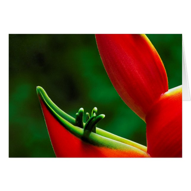 Verenigde Staten, Hawaii, Hilo. Heliconia (Voorkant Horizontaal)