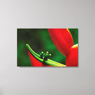 Verenigde Staten, Hawaii, Hilo. Heliconia Canvas Afdruk