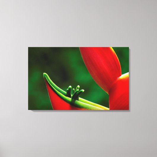 Verenigde Staten, Hawaii, Hilo. Heliconia Canvas Afdruk (Voorkant)