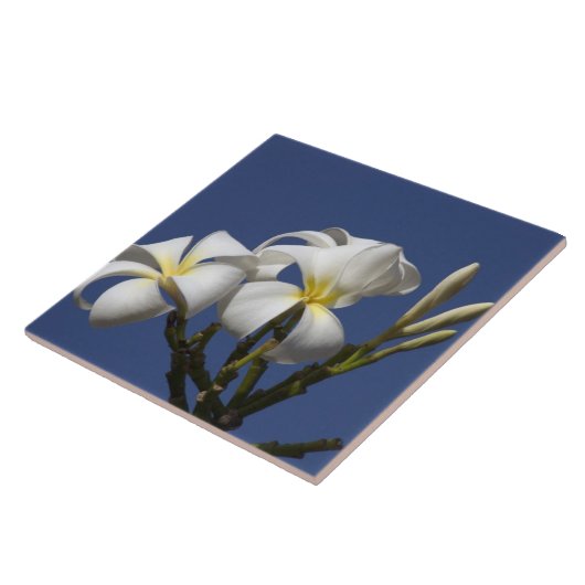 Verenigde Staten, Hawaii, Kauai, witte plumeria. Tegeltje (Zijkant)
