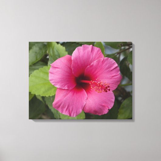 Verenigde Staten, Hawaii, Oahu. De Hibiscus is de  Canvas Afdruk (Voorkant)