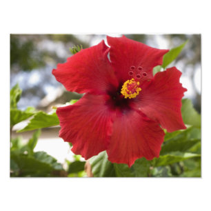 Verenigde Staten, Hawaii, Oahu. De Hibiscus is de Foto Afdruk
