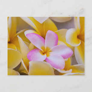 Verenigde Staten, Hawaii, Oahu, Plumeria bloemen i Briefkaart