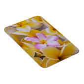Verenigde Staten, Hawaii, Oahu, Plumeria bloemen i Magneet (Rechterzijde)