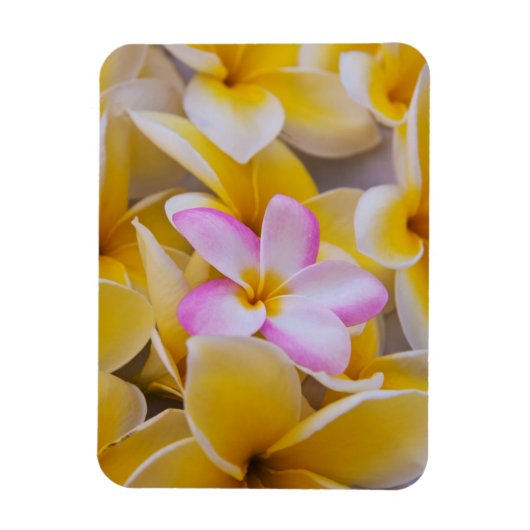 Verenigde Staten, Hawaii, Oahu, Plumeria bloemen i Magneet (Verticaal)