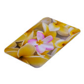 Verenigde Staten, Hawaii, Oahu, Plumeria bloemen i Magneet (Linkerzijde)