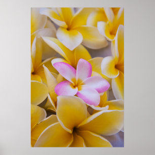 Verenigde Staten, Hawaii, Oahu, Plumeria bloemen i Poster