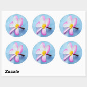 Verenigde Staten, Hawaii, Oahu, Plumeria bloemen i Ronde Sticker (Vel)