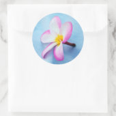 Verenigde Staten, Hawaii, Oahu, Plumeria bloemen i Ronde Sticker (Tas)