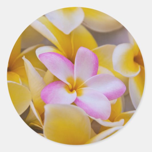 Verenigde Staten, Hawaii, Oahu, Plumeria bloemen i Ronde Sticker (Voorkant)