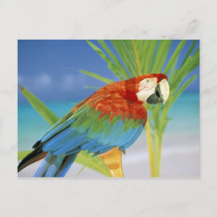 Verenigde Staten, Hawaii. Parrot Briefkaart