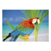 Verenigde Staten, Hawaii. Parrot Foto Afdruk (Voorkant)