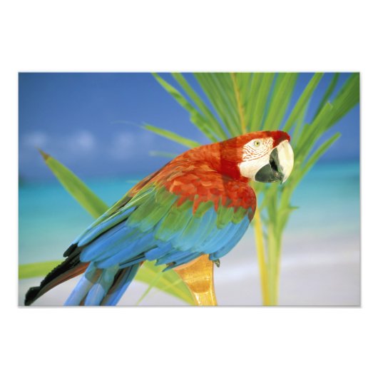 Verenigde Staten, Hawaii. Parrot Foto Afdruk (Voorkant)