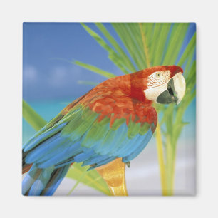 Verenigde Staten, Hawaii. Parrot Magneet
