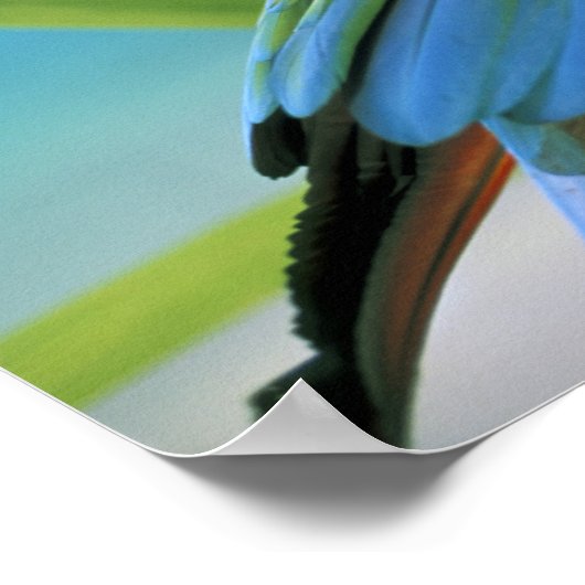 Verenigde Staten, Hawaii. Parrot Poster (Hoek)