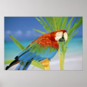 Verenigde Staten, Hawaii. Parrot Poster (Voorkant)