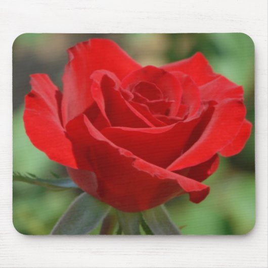Verenigde Staten, Kansas, Red Rose Muismat (Voorkant)