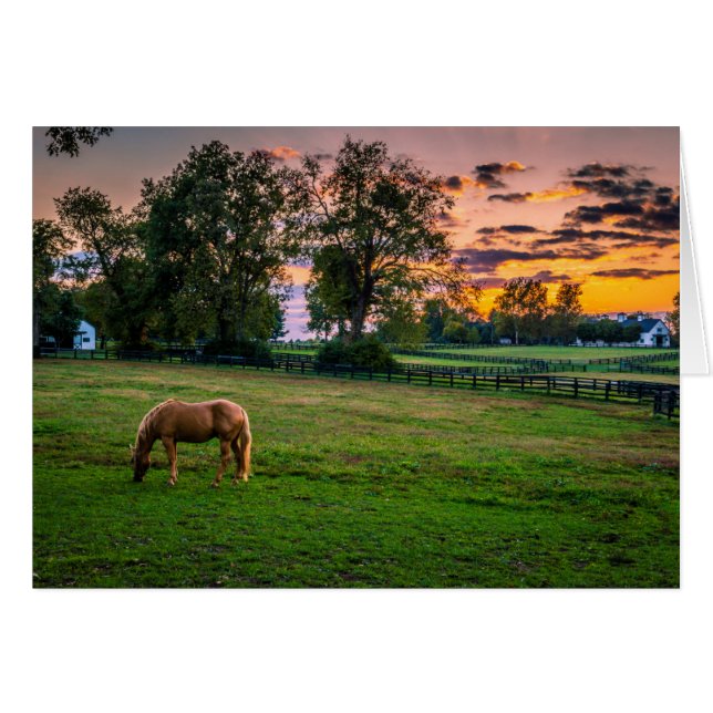 Verenigde Staten, Lexington, Kentucky. Lone Horse  (Voorkant Horizontaal)