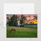 Verenigde Staten, Lexington, Kentucky. Lone Horse  Briefkaart (Voorkant / Achterkant)