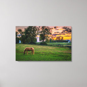 Verenigde Staten, Lexington, Kentucky. Lone Horse  Canvas Afdruk