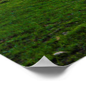 Verenigde Staten, Lexington, Kentucky. Lone Horse  Poster (Hoek)