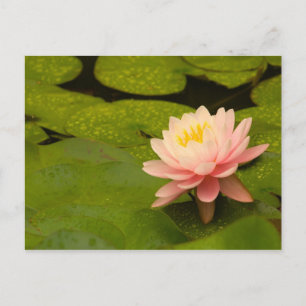 Verenigde Staten, Maryland, Westminster, Unie Briefkaart