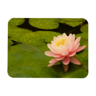 Verenigde Staten, Maryland, Westminster, Unie Magneet