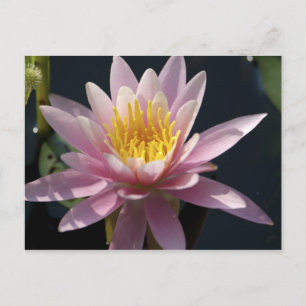 Verenigde Staten, Massachusetts, Great Barrington, Briefkaart