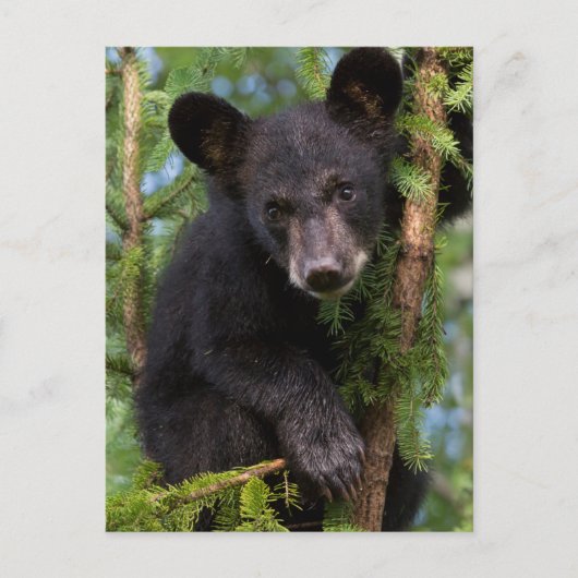 Verenigde Staten, Minnesota, Sandstone, Minnesota  Briefkaart (Voorkant)