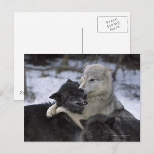Verenigde Staten, Montana, Wolven spelen in sneeuw Briefkaart (Voorkant / Achterkant)