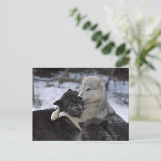Verenigde Staten, Montana, Wolven spelen in sneeuw Briefkaart (Staand voorkant)