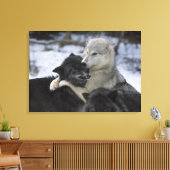 Verenigde Staten, Montana, Wolven spelen in sneeuw Canvas Afdruk (Insitu (Woonkamer))