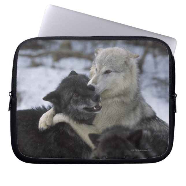 Verenigde Staten, Montana, Wolven spelen in sneeuw Laptop Sleeve (Voorkant)