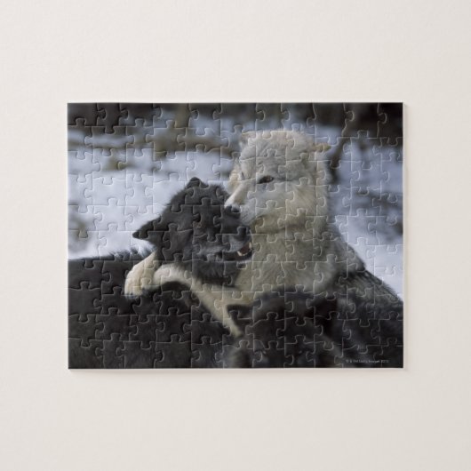 Verenigde Staten, Montana, Wolven spelen in sneeuw Legpuzzel (Horizontaal)