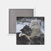 Verenigde Staten, Montana, Wolven spelen in sneeuw Magneet (Voorkant / Achterkant)