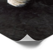 Verenigde Staten, Montana, Wolven spelen in sneeuw Poster (Hoek)