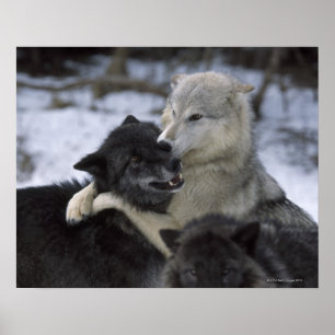 Verenigde Staten, Montana, Wolven spelen in sneeuw Poster