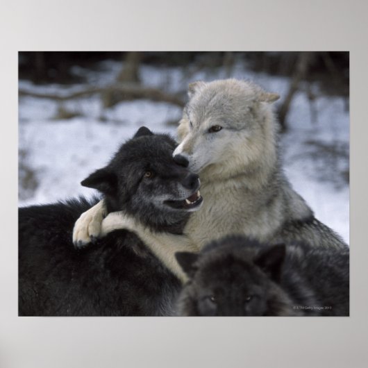 Verenigde Staten, Montana, Wolven spelen in sneeuw Poster (Voorkant)