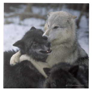 Verenigde Staten, Montana, Wolven spelen in sneeuw Tegeltje